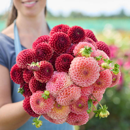 A person holding a bouquet of dahlia ball copper glow bundle flowers in a garden setting.