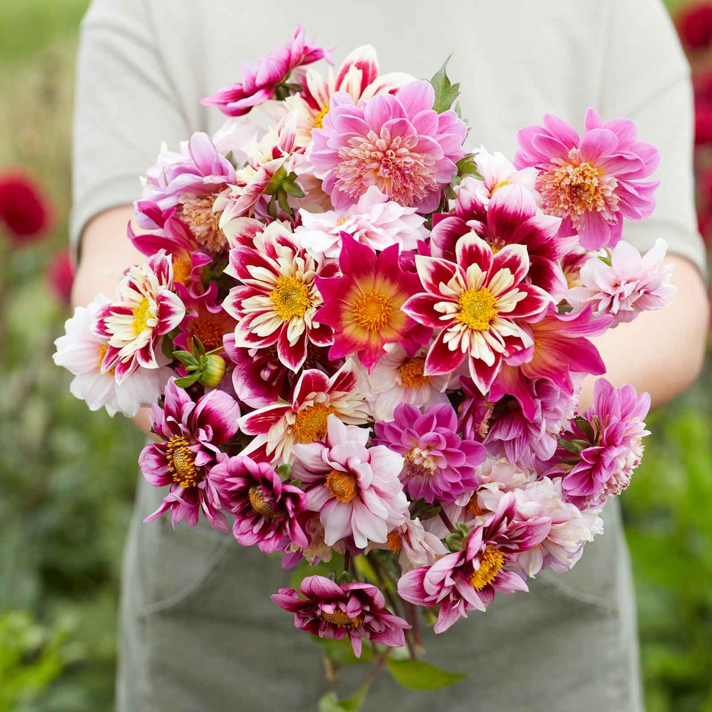 dahlia bee and butterfly mix