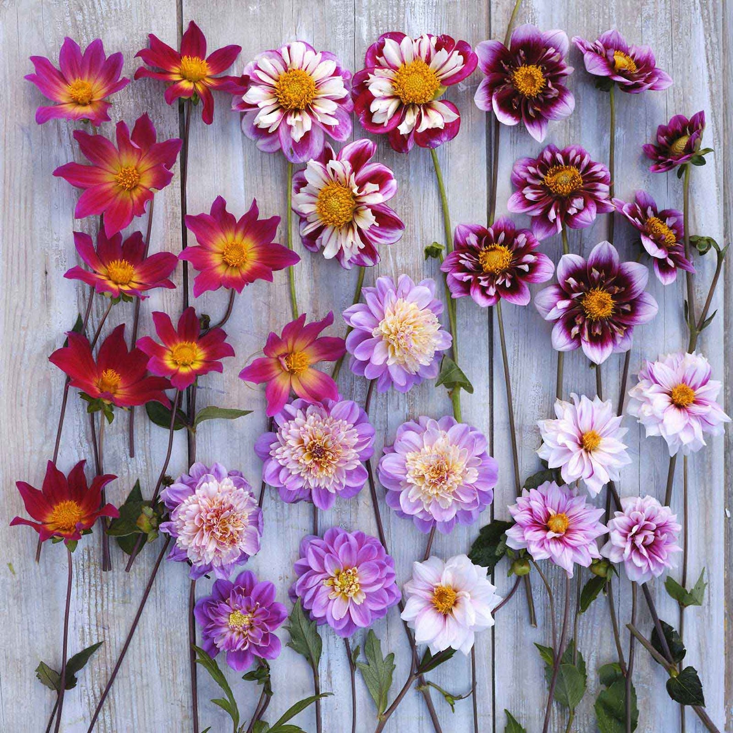 dahlia bee and butterfly mix