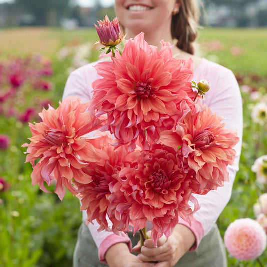 dahlia belle of barmera