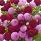 dahlia berry bliss duo