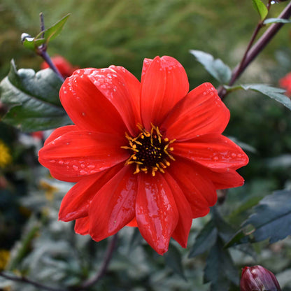 Bright red dahlia bishops children flower against a blurred dark foliage background.