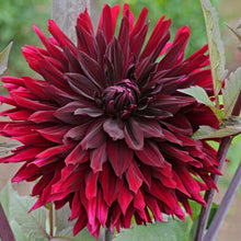 Dark red black jack dahlia up close showing all the cactus like petals