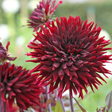 Dark red black jack dahlia up close showing all the cactus like petals