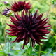 Dahlia Tubers (Semi-Cactus) - Black Narcissus