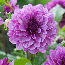 A close-up shot of a single Blue Bell Dahlia flower, showcasing its delicate petals and vibrant colors. | copyright: Floramedia UK Ltd