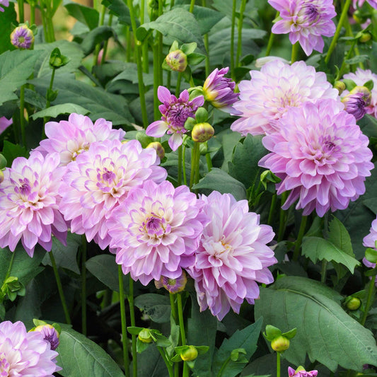 Light purple blue wish dahlias growing in a field