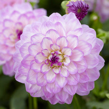 Light purple blue wish dahlia up close showing all the petals