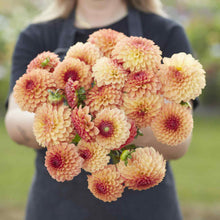 A person holding a bouquet of Bonanza dahlia flowers in a garden setting.