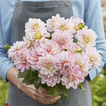 Dahlia Bulbs (Decorative) - Bonesta