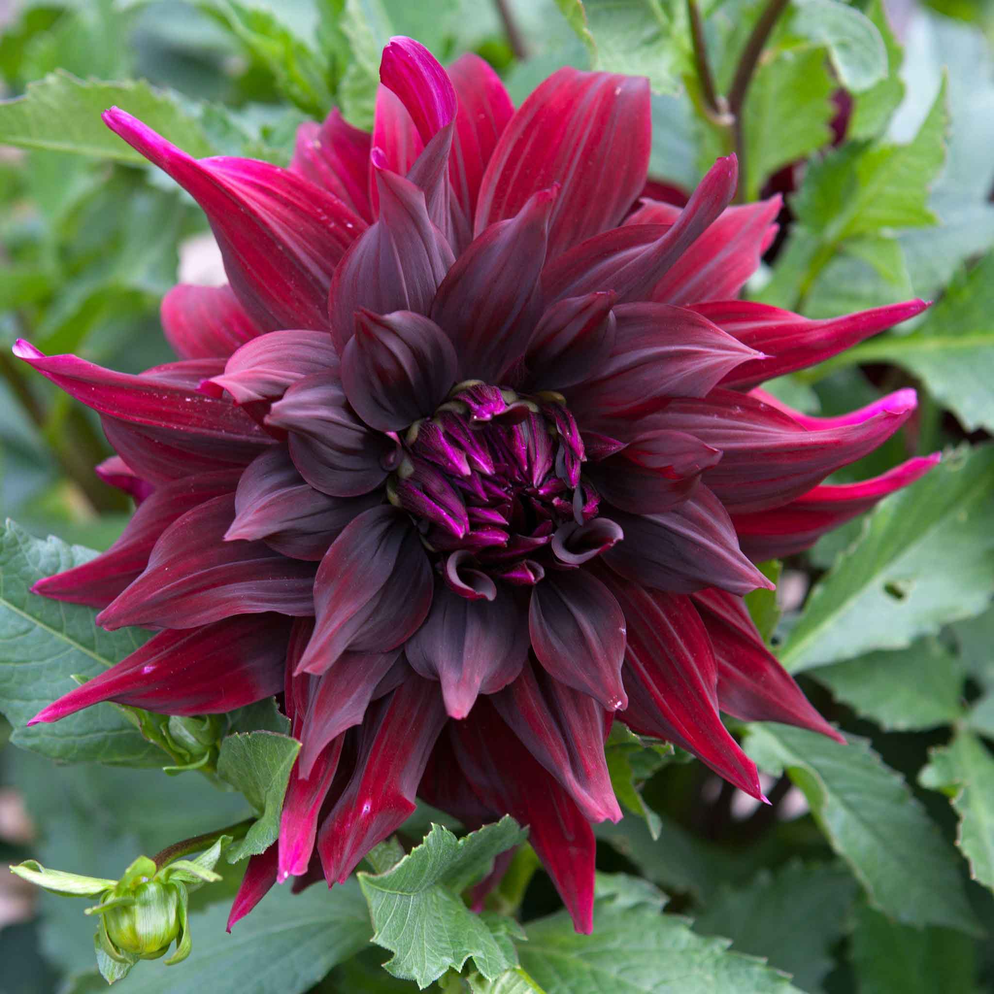 Close-up of a vibrant dahlia brigitta alida flower with green leaves in the background