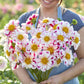 Person holding a bouquet of pink and white Bumble Rumble dahlia flowers with yellow centers in a garden setting