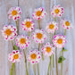 Pink and white bumble rumble dahlia flowers with yellow centers arranged on a wooden surface