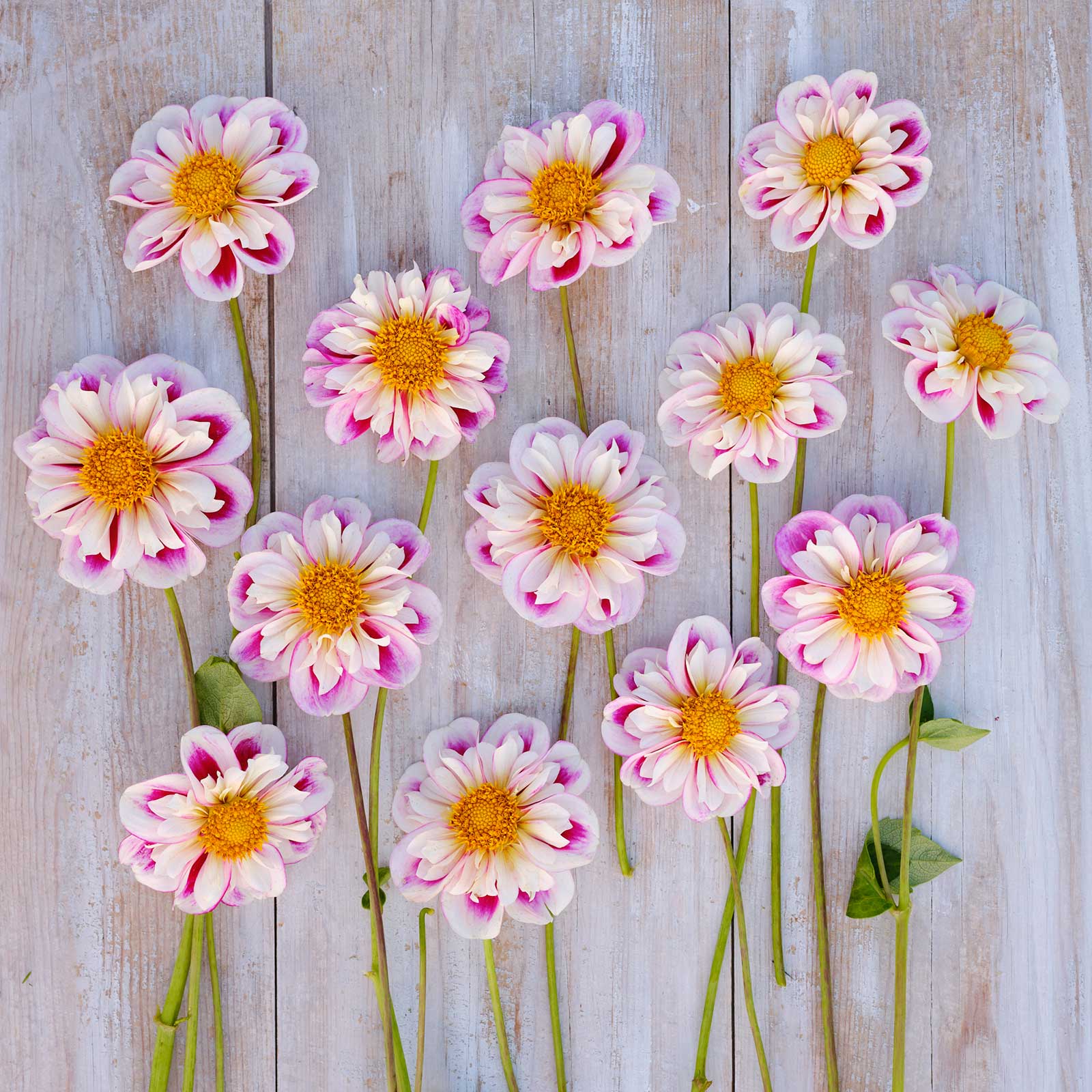 Pink and white bumble rumble dahlia flowers with yellow centers arranged on a wooden surface