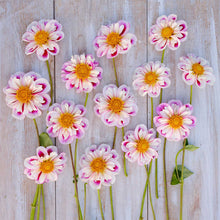 Pink and white bumble rumble dahlia flowers with yellow centers arranged on a wooden surface