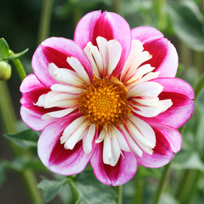 Multicolored bumble rumble dahlia flower with pink and white petals and a yellow center on a blurred green background