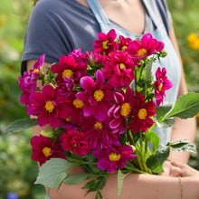 Person holding a bouquet of bright pink dahlia figaro flowers with green leaves against a blurred natural background