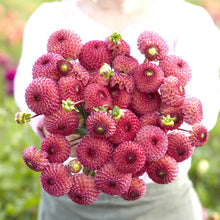 A person holding a bouquet of Burlesca dahlia flowers in a garden setting.
