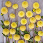 dahlia buttercup