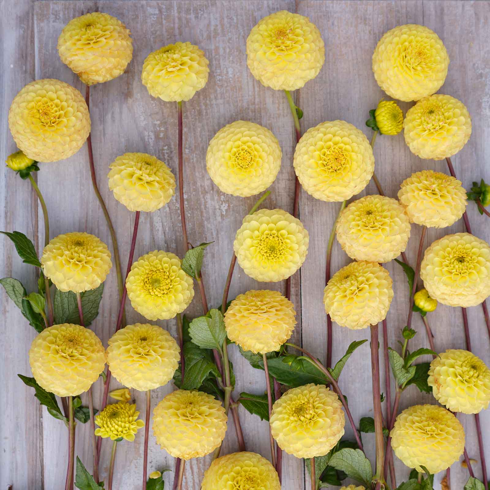 dahlia buttercup