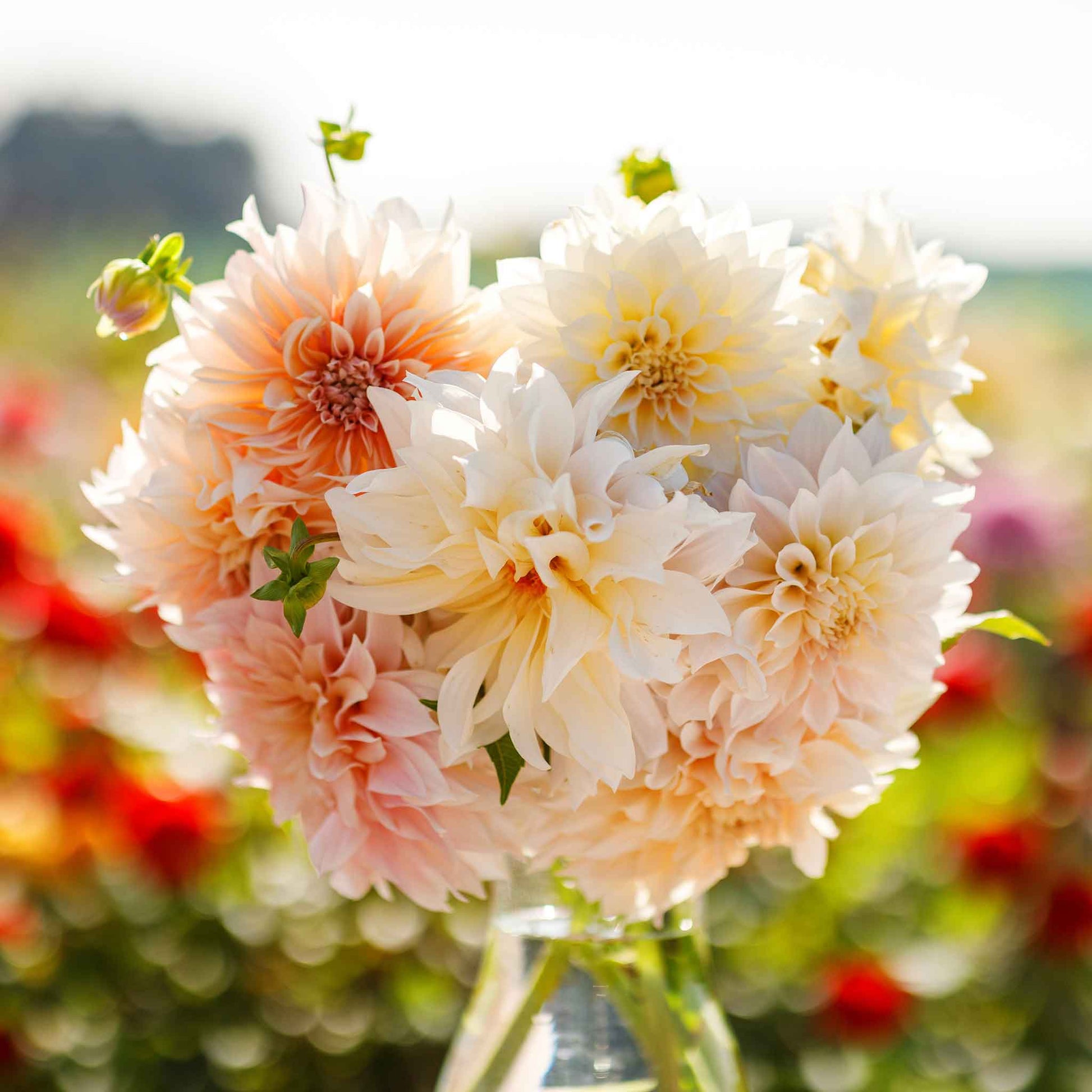 Cafe Au Lait Dahlia Tubers