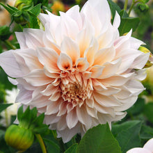 A close-up shot of a single Cafe au Lait Dahlia flower, showcasing its delicate petals and vibrant colors.