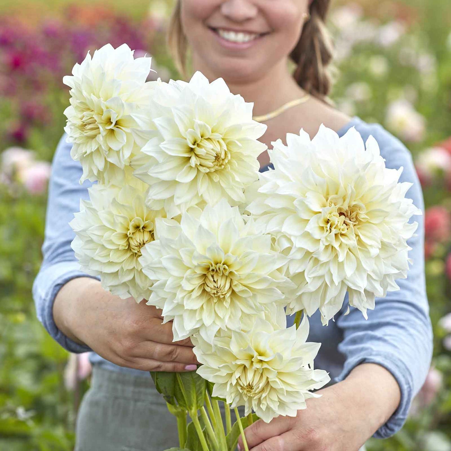 dahlia cafe au lait supreme