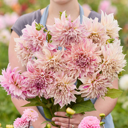 Person holding a coral bouquet of cafe au lait twist dahlia flowers in a garden setting