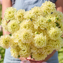 Person holding a yellow bouquet of caramel antique dahlia flowers in a garden setting
