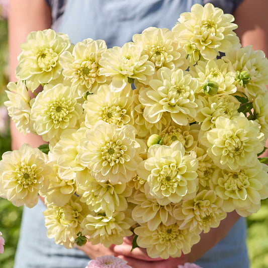 Person holding a yellow bouquet of caramel antique dahlia flowers in a garden setting