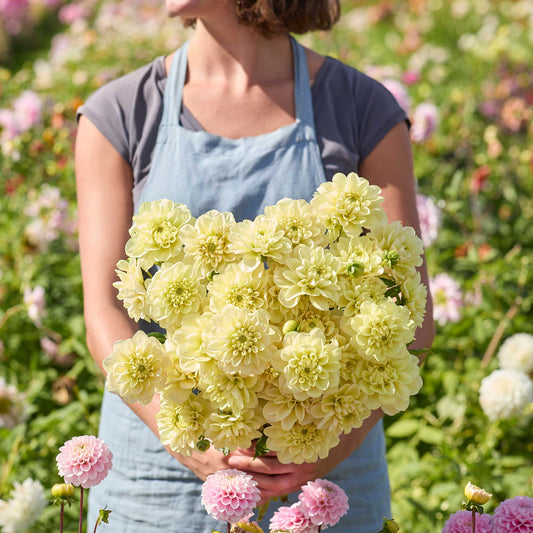 Person holding a yellow bouquet of caramel antique dahlia flowers in a garden setting