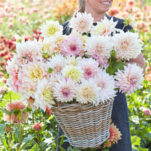 A person holding a bouquet of Celesitial Mix dahlia flowers in a garden setting.