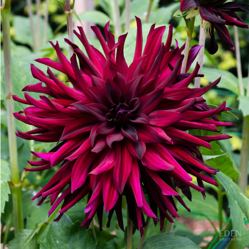 Close-up of a vibrant red Chat Noir Dahlia flower with green leaves in the background