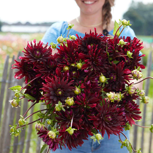 dahlia chat noir