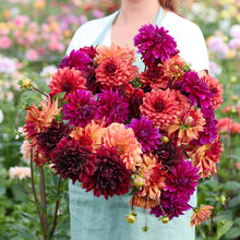 A person holding a bouquet of Chocolate and Wine Mix dahlia flowers in a garden setting.