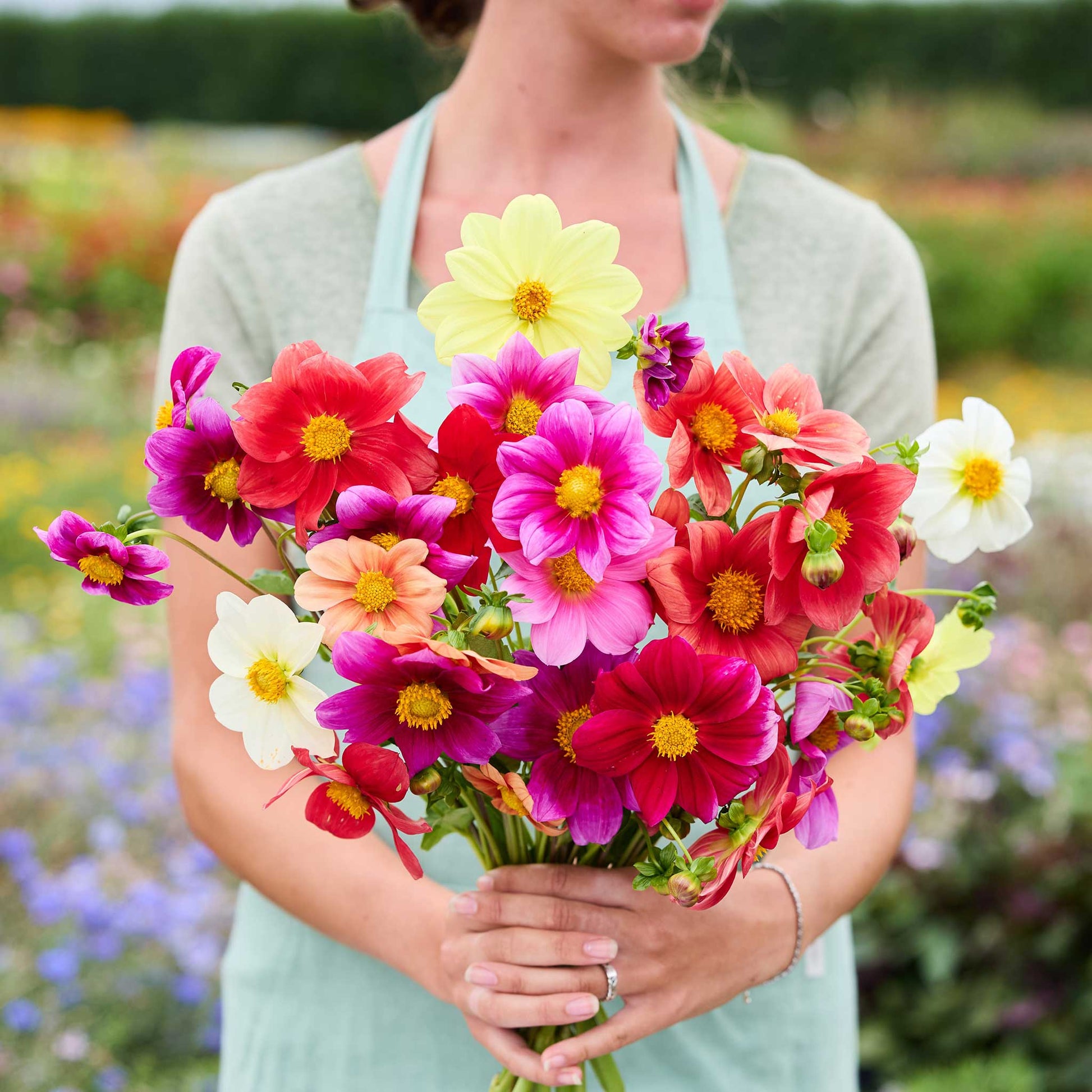 Person holding a bouquet of dahlia coltness mix flowers in a garden setting