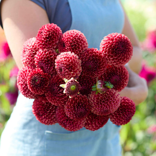 Person holding a bouquet of copperboy dahlia flowers with a blurred natural background