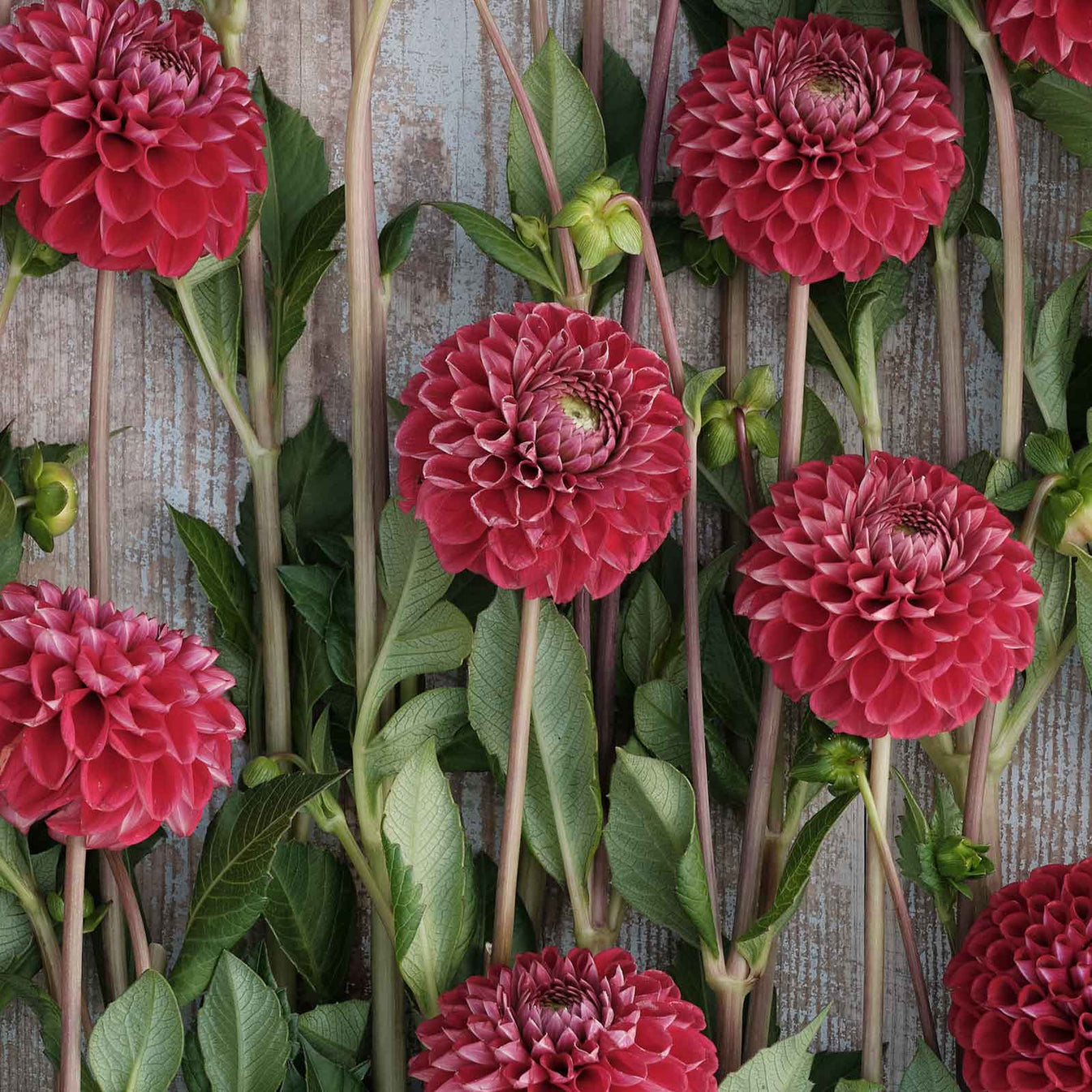 Dahlia Bulb Cornel Dahlia Tubers Eden Brothers