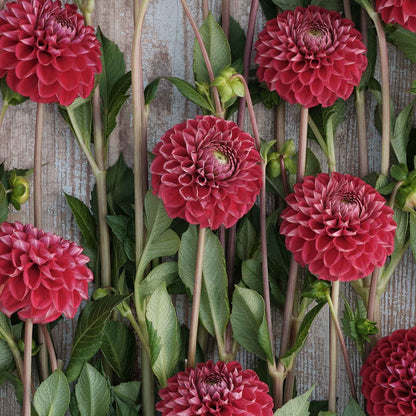 A close-up of Cornel Dahlias freshly picked displayed on a wooded surface.
