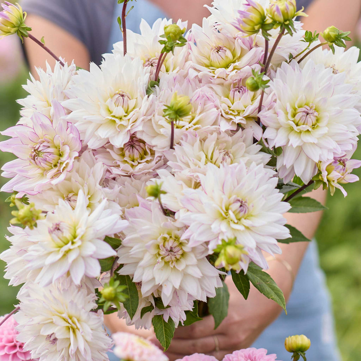 Person holding a cream colored bouquet of crazy love dahlia flowers in a garden setting