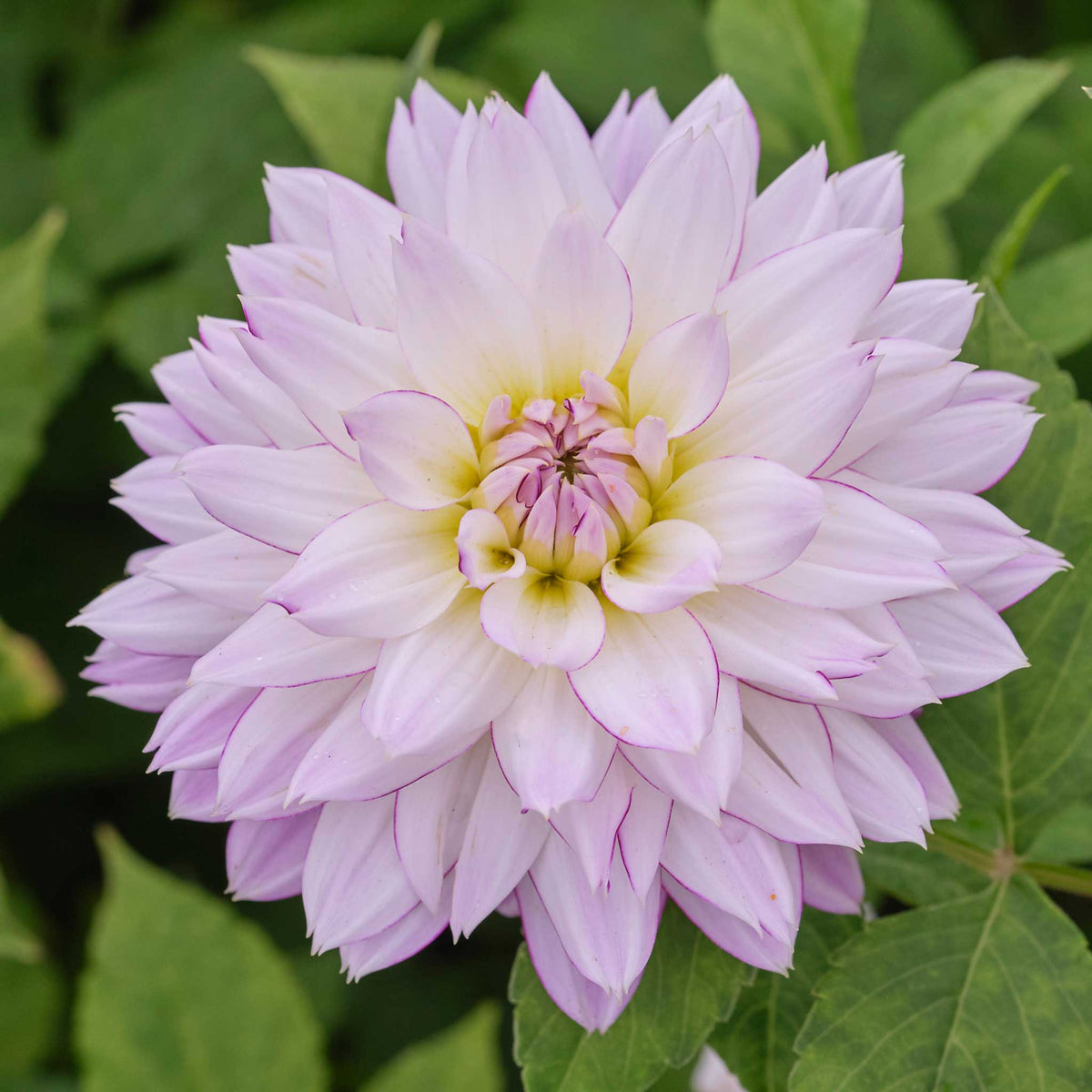 Light cream crazy love dahlia up close showing all the petals