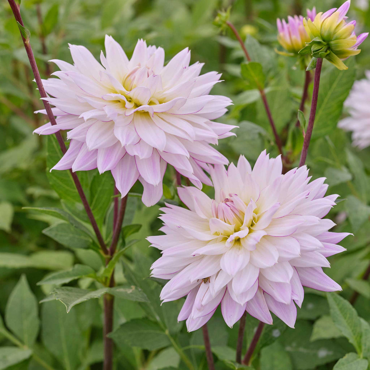 Light cream crazy love dahlia up close showing all the petals