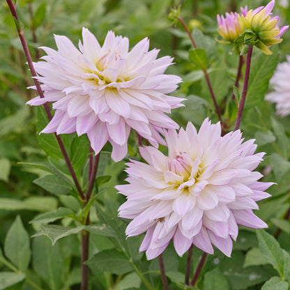 Light cream crazy love dahlia up close showing all the petals