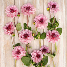 Creme de Cassis Dahlias freshly picked displayed on a wooded surface.
