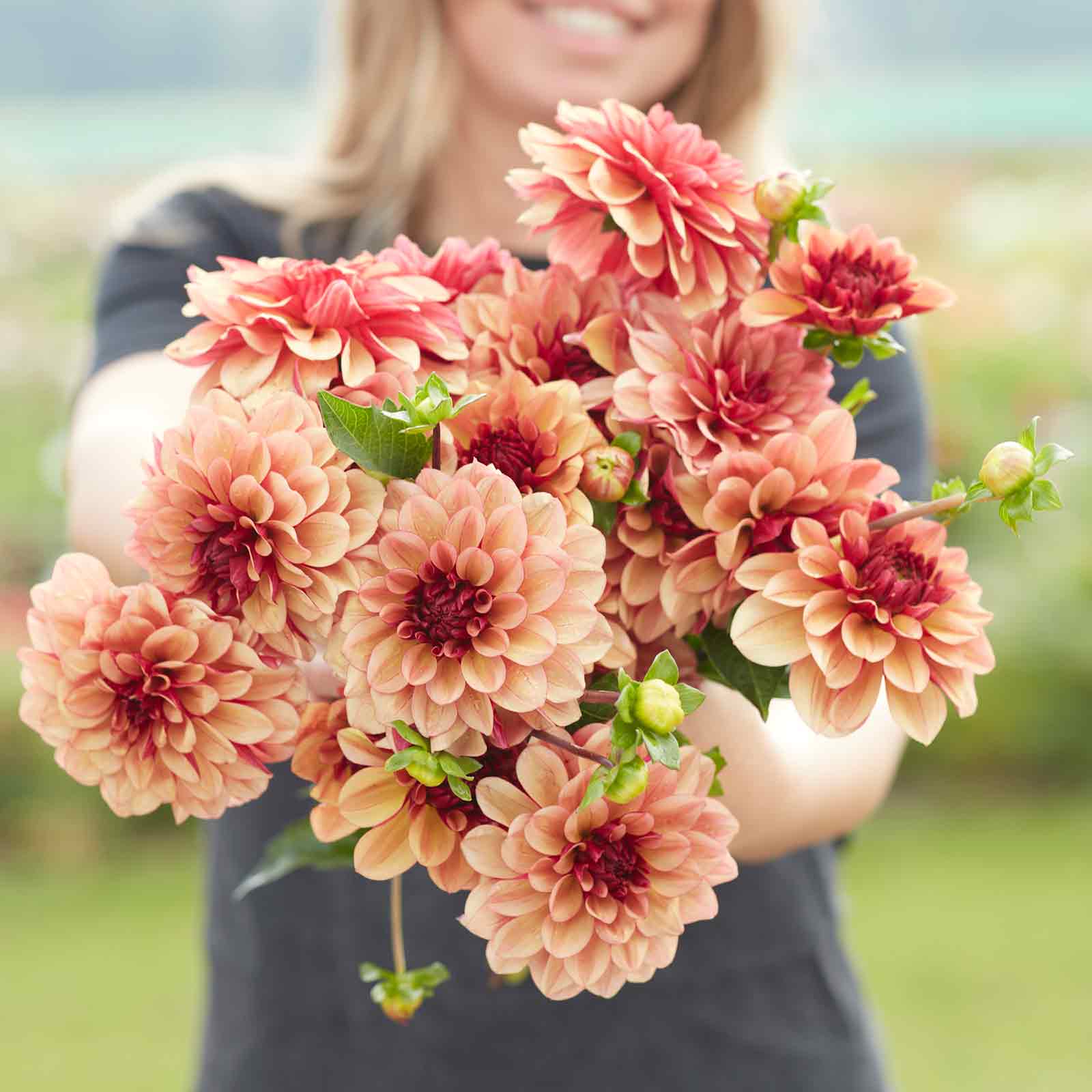 Dahlia Bulb - Creme de Cognac | Dahlia Tubers | Eden Brothers