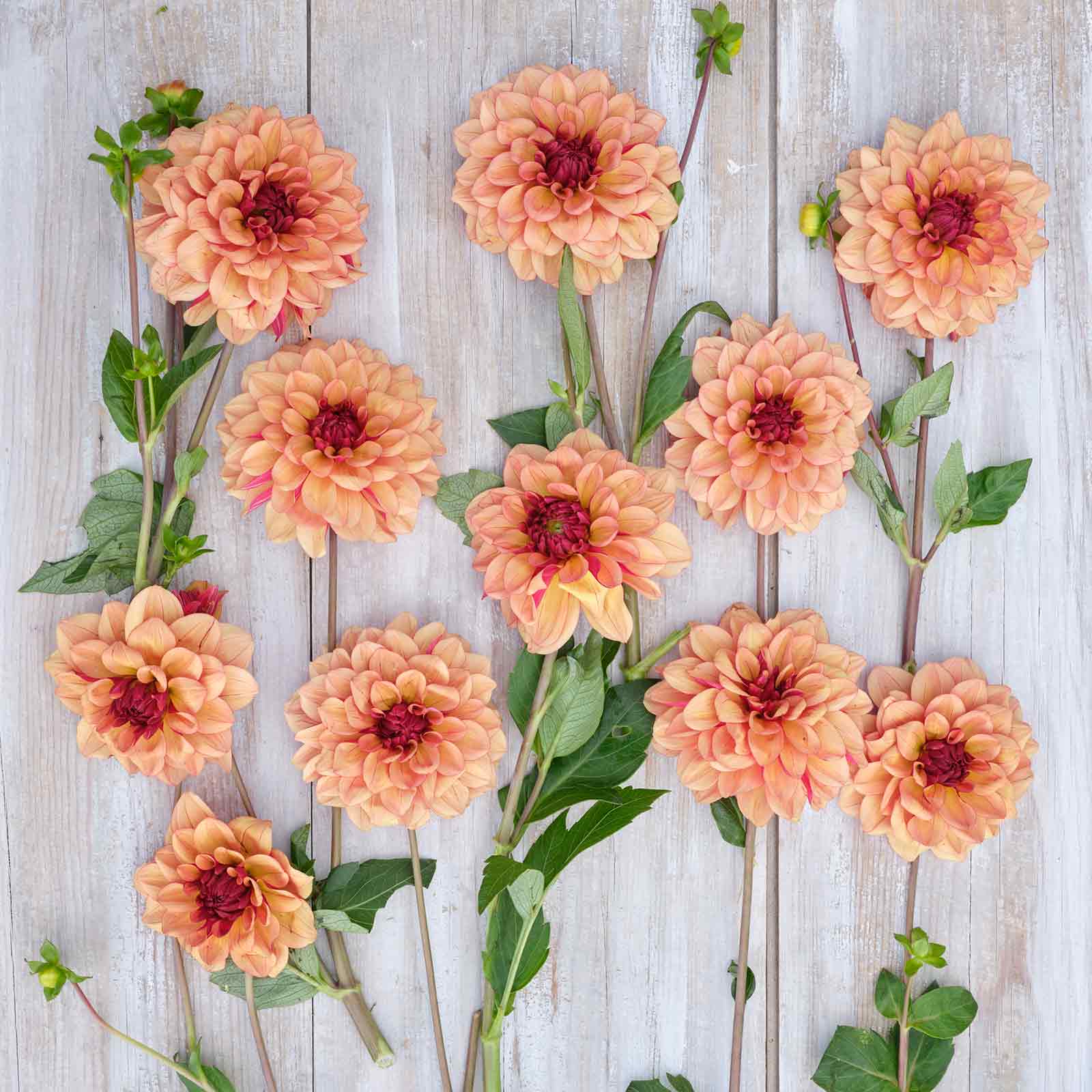 Dahlia Bulb - Creme de Cognac | Dahlia Tubers | Eden Brothers