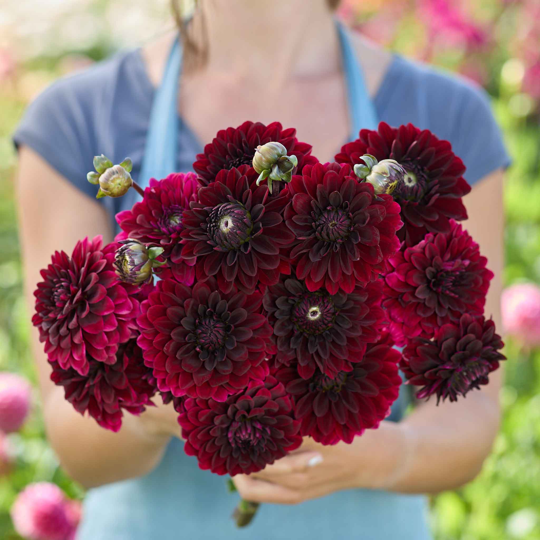 A person holding a deep red Destiny's Darkness Dahlia bouquet with a blurred background