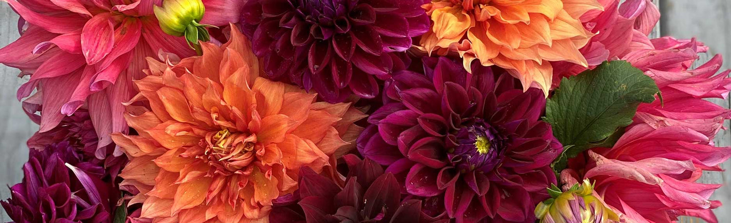 Close-up of colorful dahlias with a blurred background