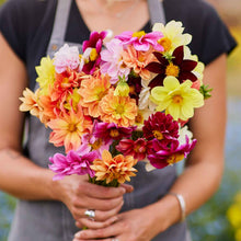 Pink and orange dahlia early bird mix flowers held in a bunch against a plain background.