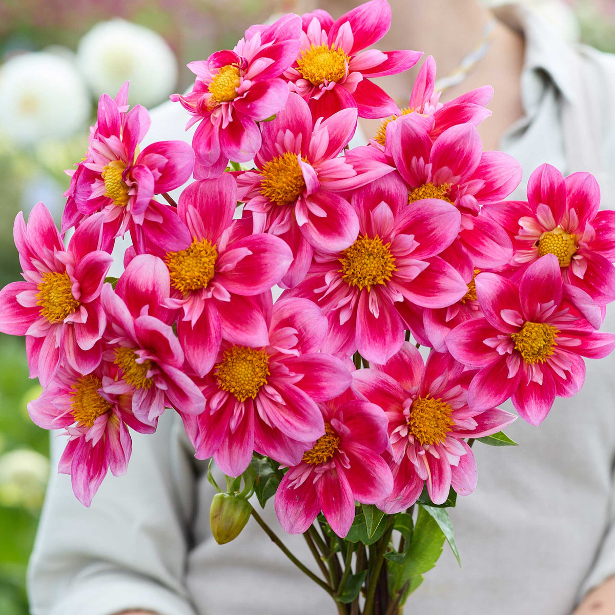 Person holding a dark pink bouquet of edith jones dahlia flowers in a garden setting
